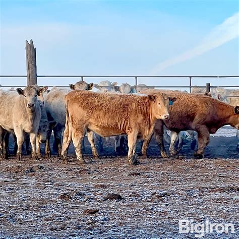 20 Dybdal Charolais Cross Steers 650 Lbs Bid Per Lb Bigiron Auctions