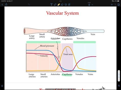 Blood Pressure And Blood Flow Part Flashcards Quizlet