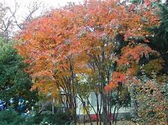 Crepe Myrtle Fall Care