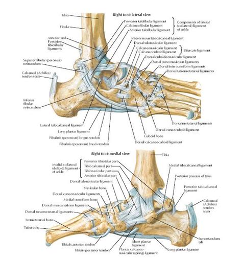 Ligaments and Tendons of Ankle Anatomy Posterior talofibular ligament, Calcaneofibular ligament ...