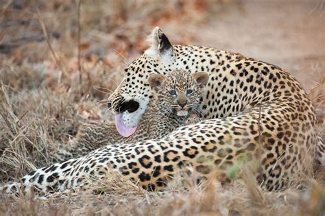 African Leopard Cubs