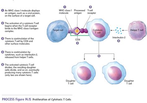 Cell Mediated Immunity