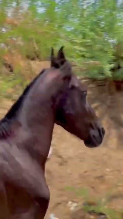 Horses Lover Horse Horselover Horseriding Youtube