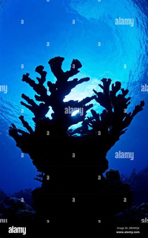 Elkhorn Coral Acropora Palmata Silhouette Portrait East End Grand