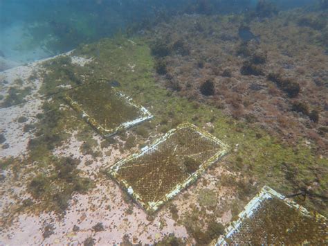 Kelp Restoration Seatrees