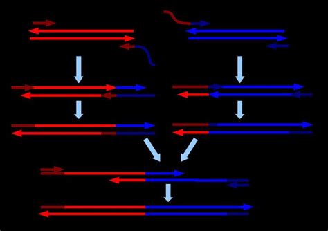 Overlap Extension Polymerase Chain Reaction Alchetron The Free