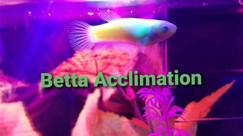 How To Acclimate A Betta YouTube