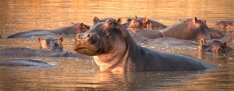 Nature Hippo King Pbs Western Reserve