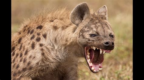 Top 10 Facts Hyenas Youtube