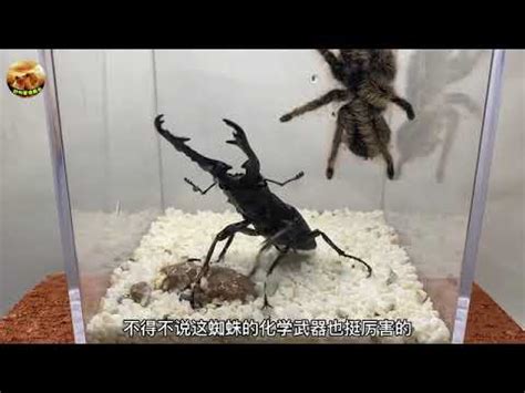 Stag Beetle Vs Tarantula Prosopocoilus Giraffa Vs Tarantula YouTube