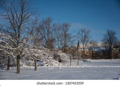 Naked Winter Tree Roots Out Ground Stock Photo 2225938269 Shutterstock