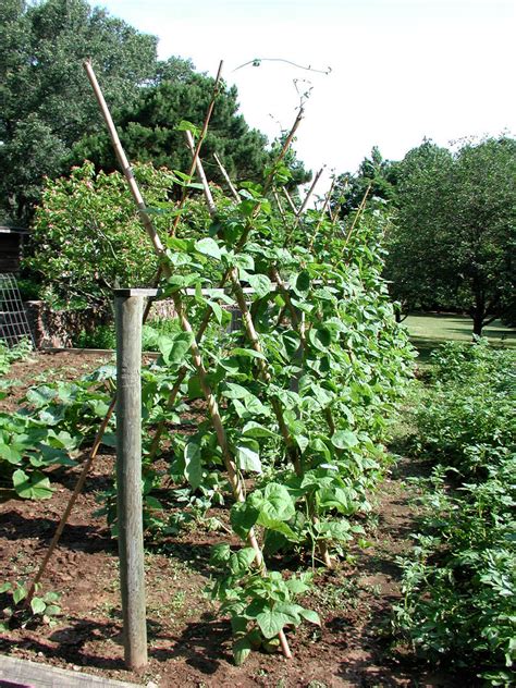 Phaseolus Vulgaris Pole Beans Three Sisters