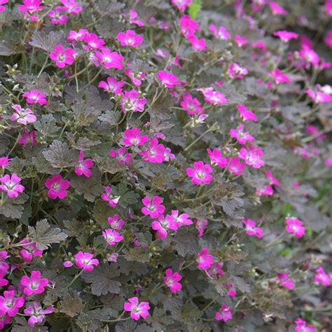 Buy Cranesbill Geranium Orkney Cherry Bremerry PBR 7 99