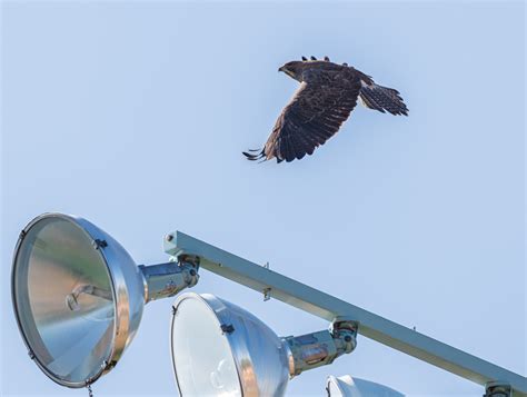 Hawks | Dagny's Desk