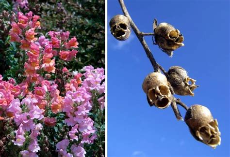 Flor Mais Rara Do Mundo - Conheça as 10 flores mais exóticas e raras do mundo!