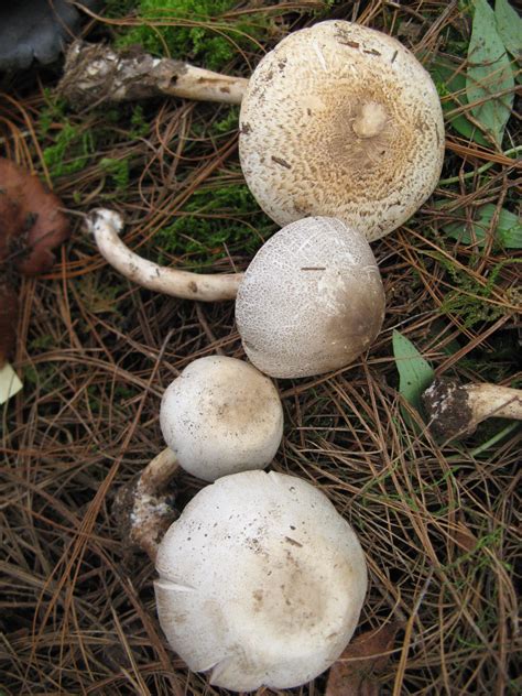 Agaricus Placomyces The Ultimate Mushroom Guide