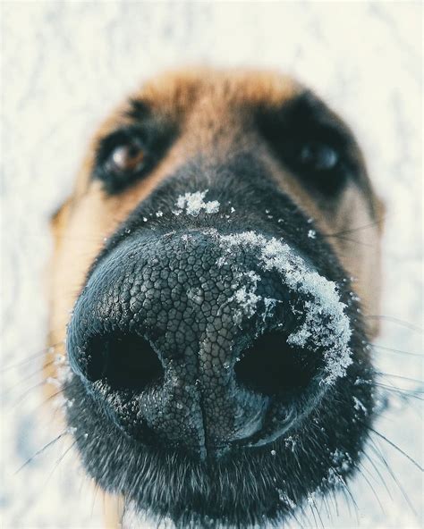 Фото Мордочка собаки в снегу, фотограф Юрий Галицкий