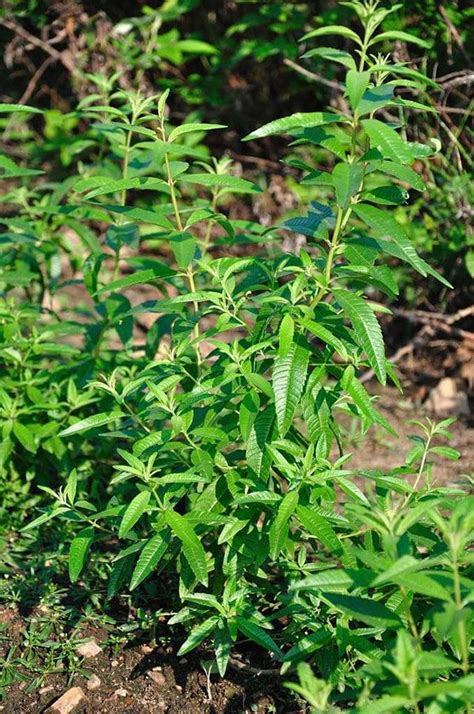 Growing Lemon Verbena Plants General Planting Growing Tips Artofit