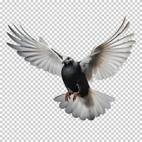 Premium PSD White Pigeon Isolated On Transparent Background