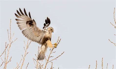 Discover 8 Types of Hawks in North Carolina - A-Z Animals