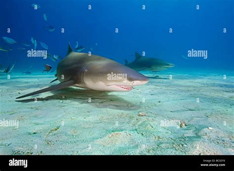 Requin Citron Hi Res Stock Photography And Images Alamy