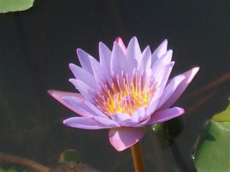 National Flower Of Sri Lanka Nil Manel Or Blue Water Lily Flickr