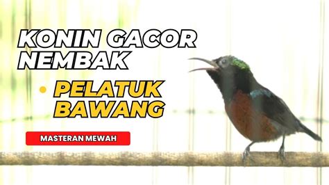 Suara Burung Kolibri Ninja Gacor Materi Full Pelatuk Bawang YouTube