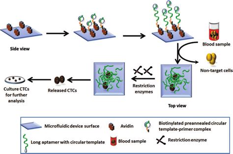 Schematic Of A Multivalent Dna Aptamerbased Microfluidic Device Used To