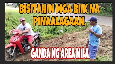 Na Pa Ka Ganda Ng Area Ng Mga Nag Alaga Ng Mga Biik Natin Youtube