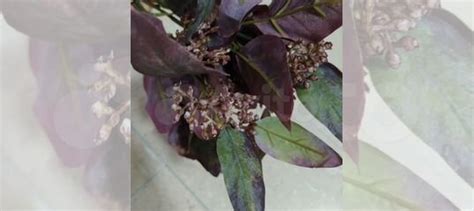 Искусственная зелень для декора и букетов. Опт купить в Москве | Товары ...