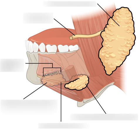 Lab 8 Salivary Glands Diagram Quizlet