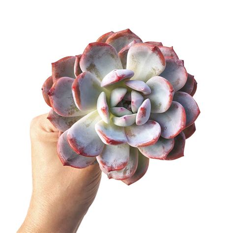 Echeveria Monroe Hybrid Exact Plant Cedar Creek Farmhouse