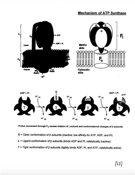 10.4: ATP Synthase - Biology LibreTexts