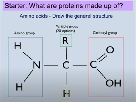 Protiens Flashcards Quizlet