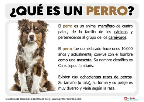 Qu Es Un Perro Definici N De Perro