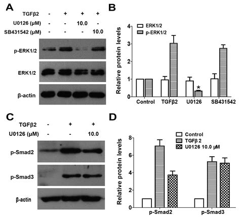 Erk Pathway Mediates Epithelial Mesenchymal Transition By Cross