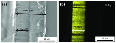 A Cross Sectional Sem Image Of The Anodic Aluminum Oxide Aao