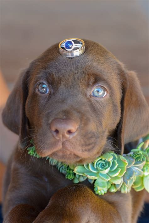 Do Labradors Have Blue Eyes