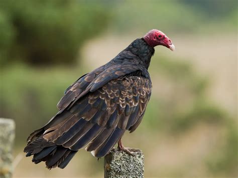 Turkey Vulture Nesting (Behavior, Eggs + Location) | Birdfact