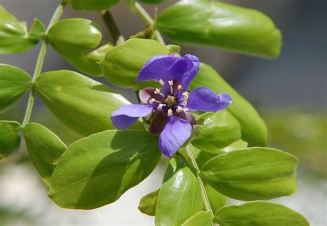 Guaiacum sanctum (flower) | Small trees, Flowers, Plants