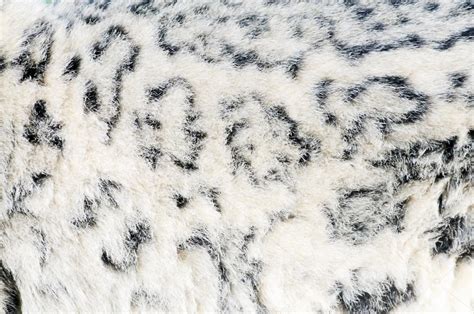 Snow Leopard Fur — Stock Photo © KMWPhotography #21244237