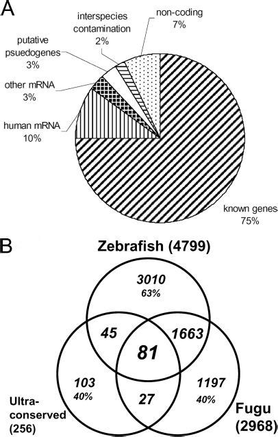 Bioinformatic Characterization Of HZ NC Evolutionarily Conserved