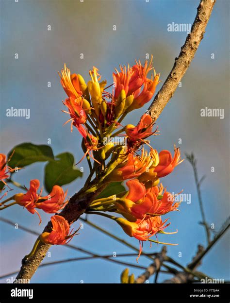 Cluster of bright orange flowers of Australian native black bean tree ...