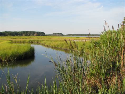 Life in Mathews: Marsh Scenes