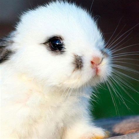 Cutest Bunny Ever Cute Baby Bunnies Baby Animals Funny Baby Animals