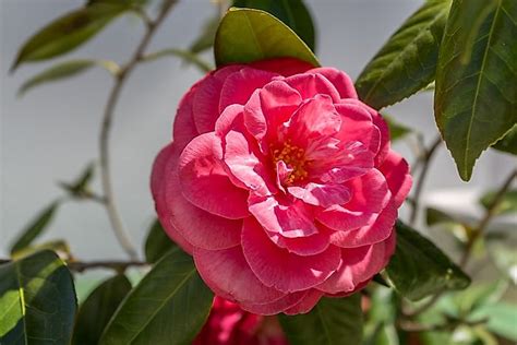 Rarest Flowers In The World Worldatlas