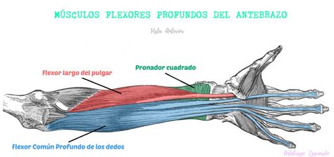 M Sculos Del Compartimento Anterior Del Antebrazo Superficial