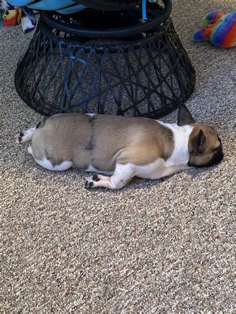 Anyone else’s frogdog look like he just crashed into the ground 😂🥰 : r