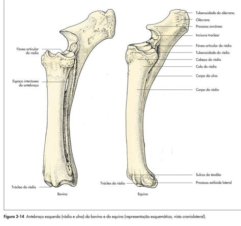 R Dio E Ulna Bovino Equino Anatomia Cavalo Medicina Veterin Ria