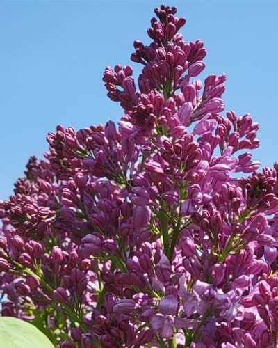 15 Dwarf Lilac Varieties For Small Gardens – World of Garden Plants